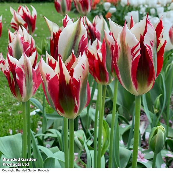 Tulip 'Flaming Spring Green'