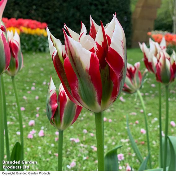 Tulip 'Flaming Spring Green'