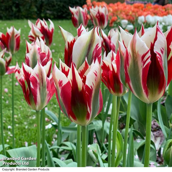 Tulip 'Flaming Spring Green'