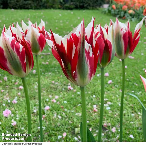 Tulip 'Flaming Spring Green'