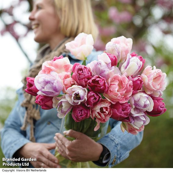 Tulip 'Florist's Treat Mixed'