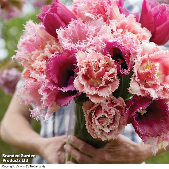 Tulip 'Florist's Treat Mixed'