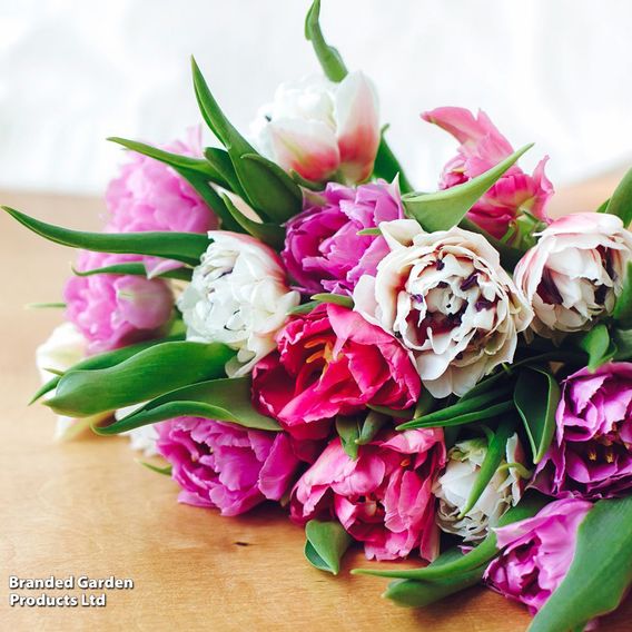 Tulip 'Florist's Treat Mixed'