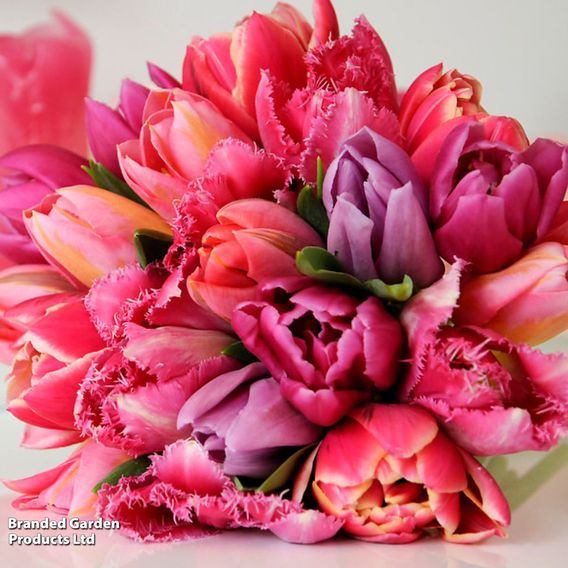 Tulip 'Florist's Treat Mixed'