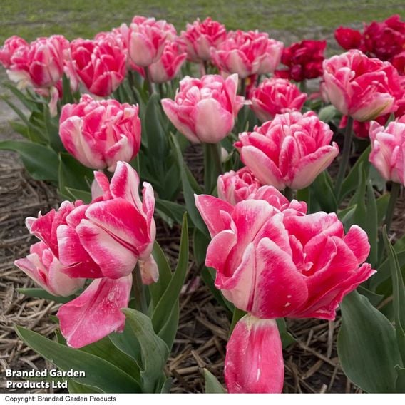 Tulip 'Foxtrot'