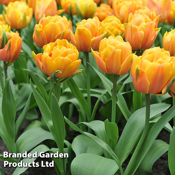 Tulip Double Flowering Mixed Bouquet