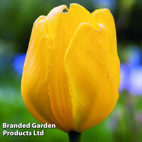 Tulip 'Golden Apeldoorn'