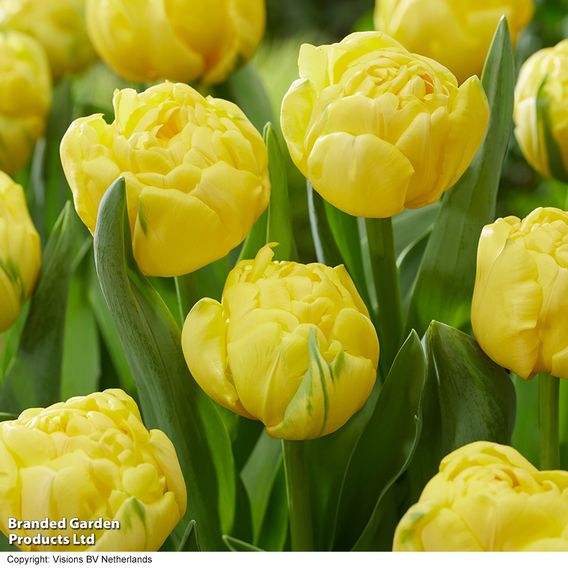 Tulip 'Golden Jewel'