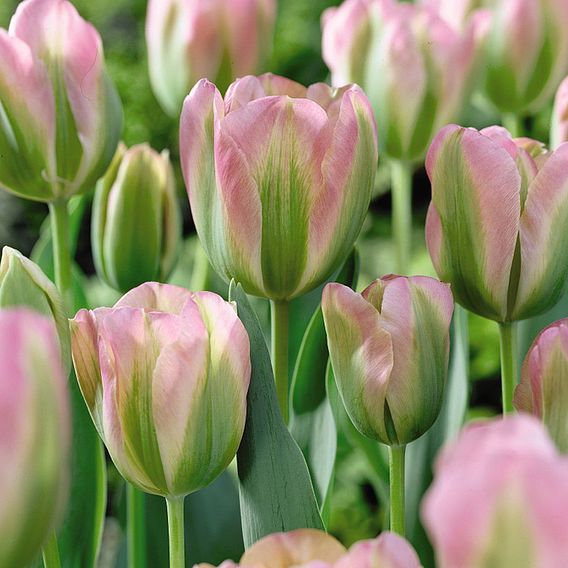 Tulip 'Greenland'