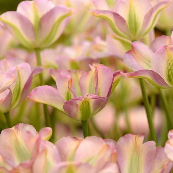 Tulip 'Greenland'