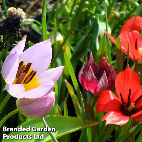 Tulip 'Ground Cover' Mix