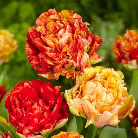 Tulip 'Gudoshnik Double'