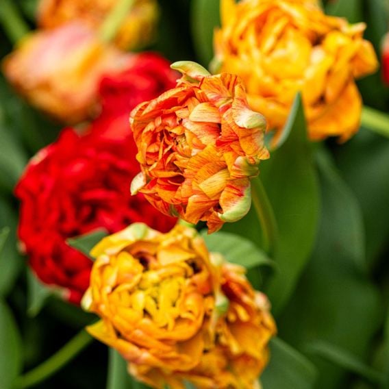 Tulip 'Gudoshnik Double'