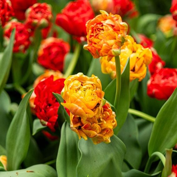 Tulip 'Gudoshnik Double'