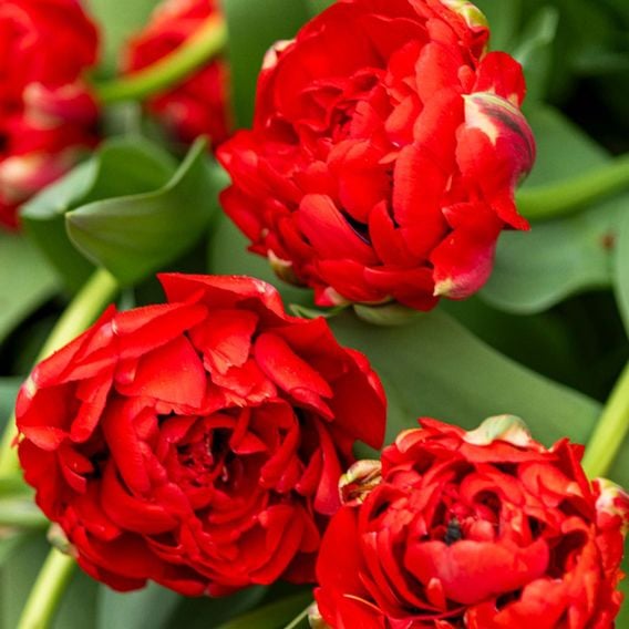 Tulip 'Gudoshnik Double'