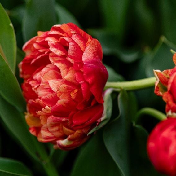 Tulip 'Gudoshnik Double'