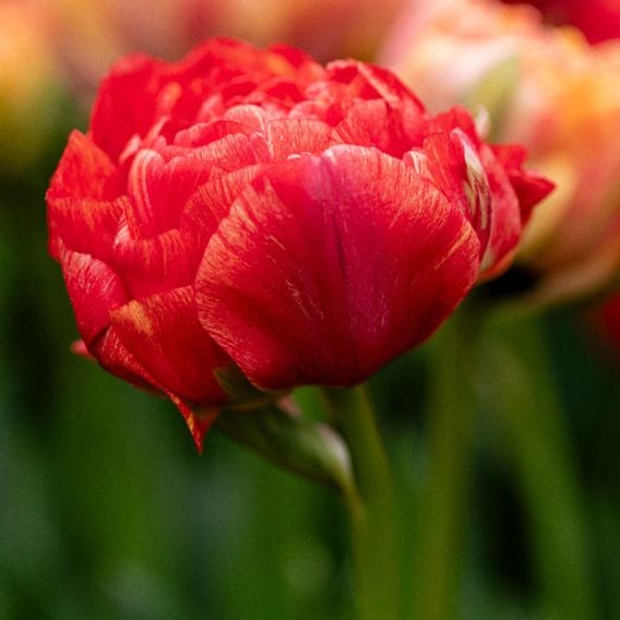 Tulip 'Gudoshnik Double'