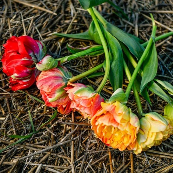 Tulip 'Gudoshnik Double'