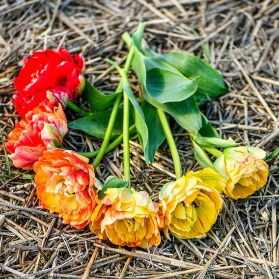 Tulip 'Gudoshnik Double'