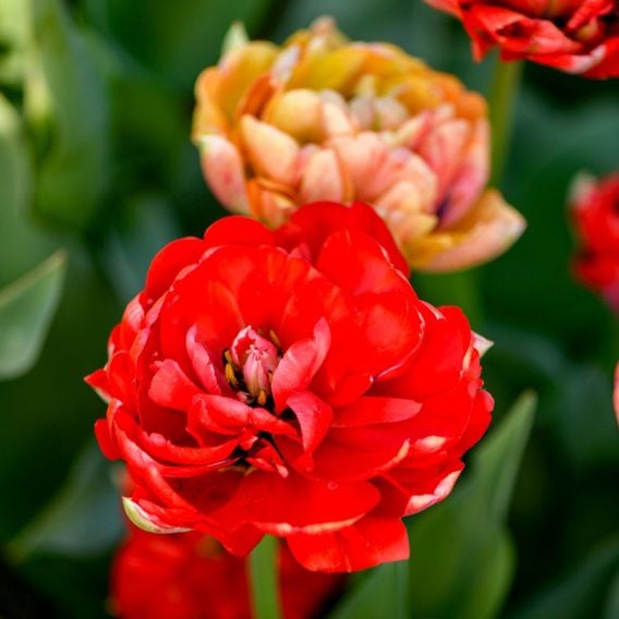 Tulip 'Gudoshnik Double'