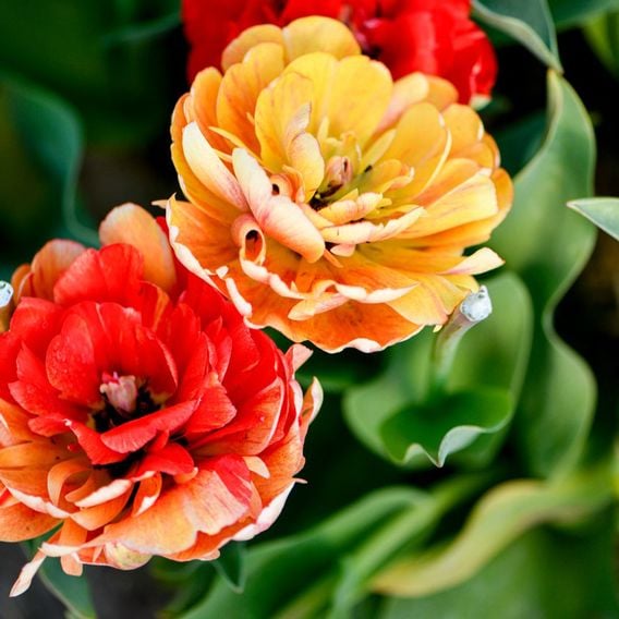 Tulip 'Gudoshnik Double'