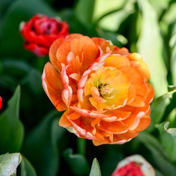Tulip 'Gudoshnik Double'