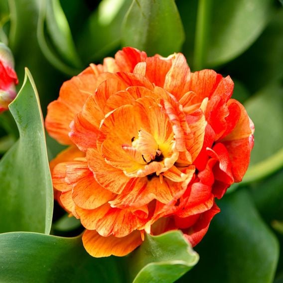 Tulip 'Gudoshnik Double'