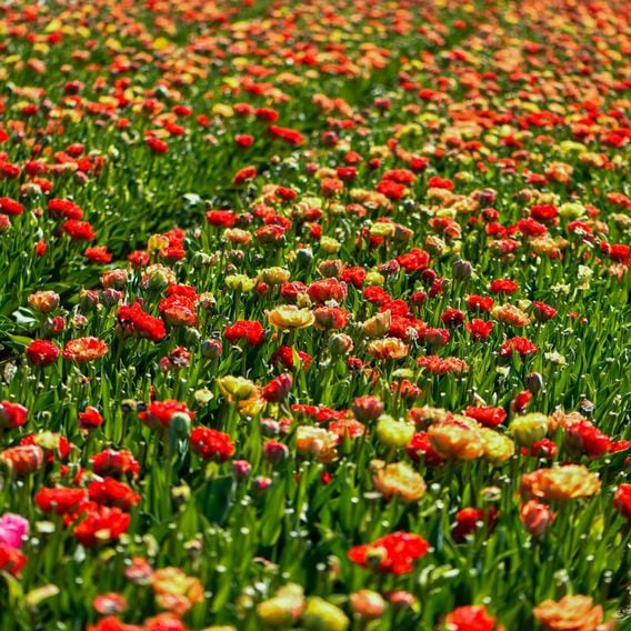 Tulip 'Gudoshnik Double'