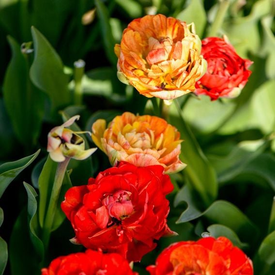 Tulip 'Gudoshnik Double'