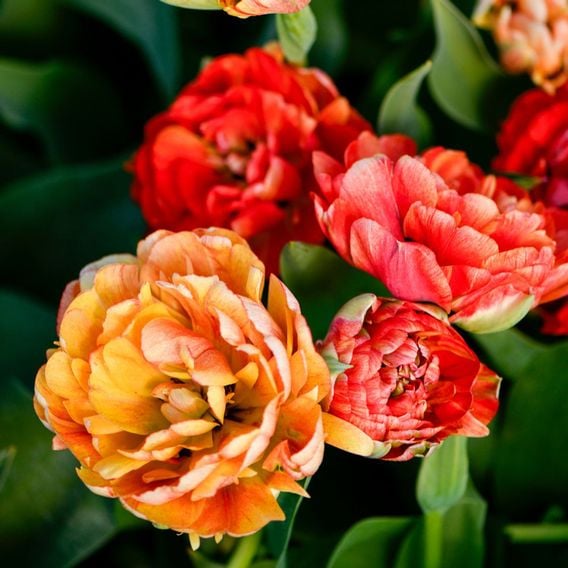 Tulip 'Gudoshnik Double'