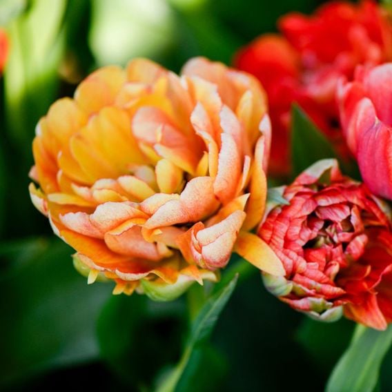Tulip 'Gudoshnik Double'