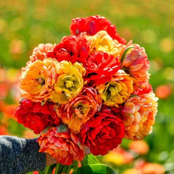 Tulip 'Gudoshnik Double'