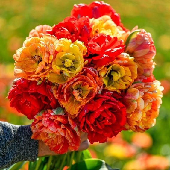 Tulip 'Gudoshnik Double'