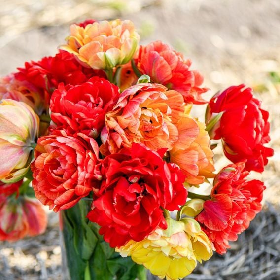 Tulip 'Gudoshnik Double'