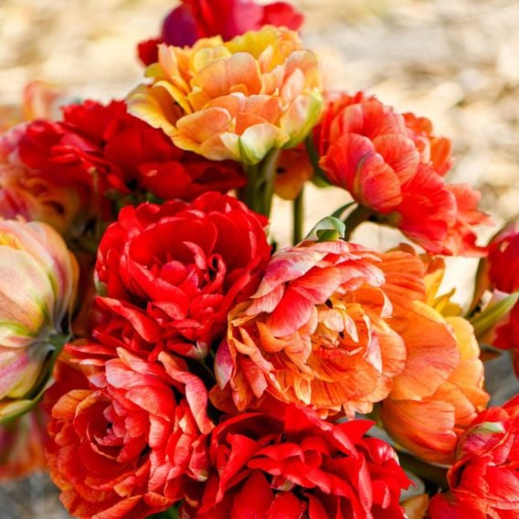 Tulip 'Gudoshnik Double'