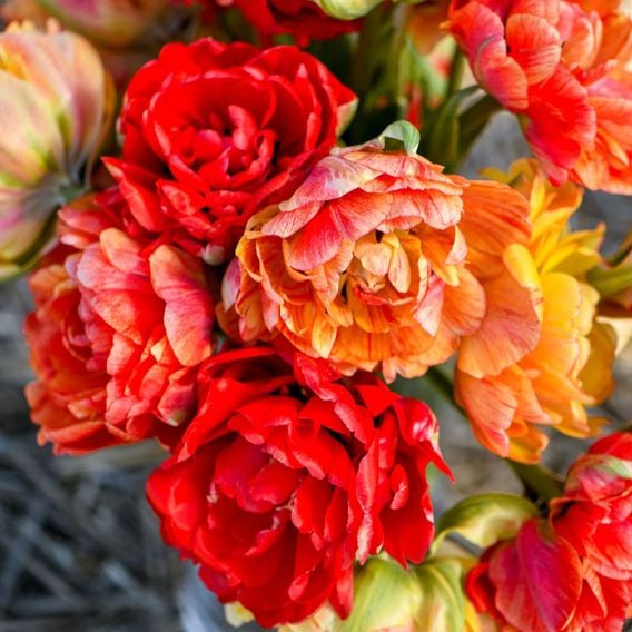 Tulip 'Gudoshnik Double'