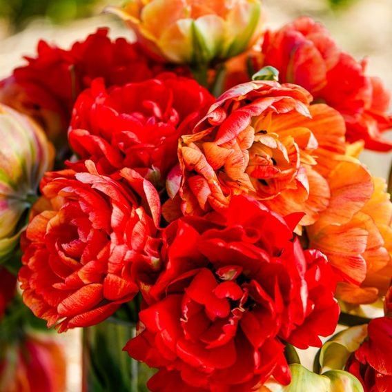 Tulip 'Gudoshnik Double'