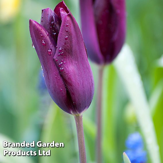 Tulip 'Havran'