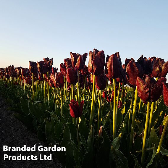 Tulip 'Hot Chocolate'