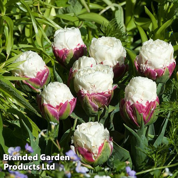 Tulip 'Ice Cream'