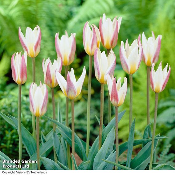 Tulip 'Ice Stick' (Kaufmanniana Group)