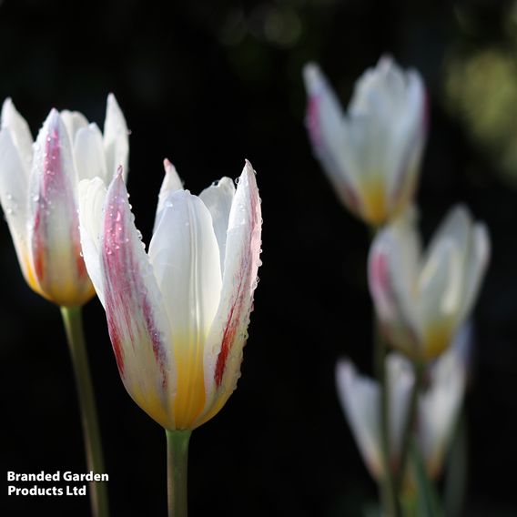 Tulip 'Ice Stick' (Kaufmanniana Group)