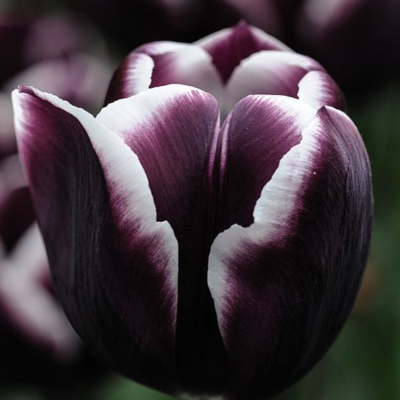 Tulip 'Jackpot'