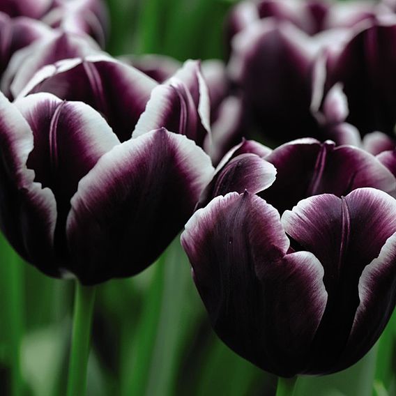 Tulip 'Jackpot'