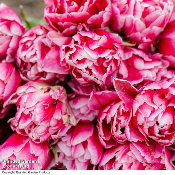 Tulip 'Love Whisper'