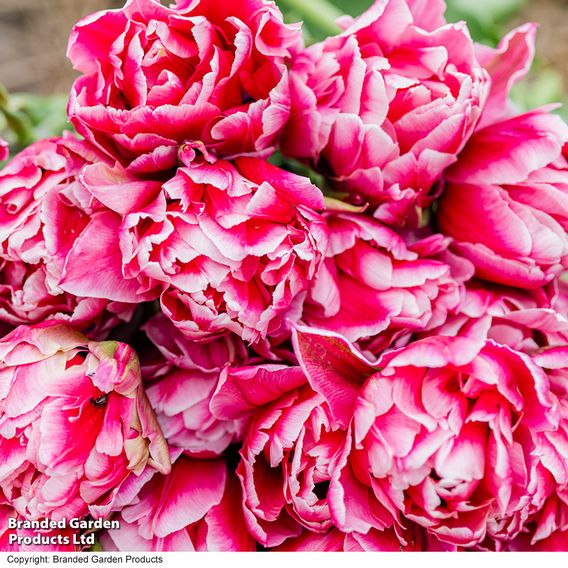 Tulip 'Love Whisper'