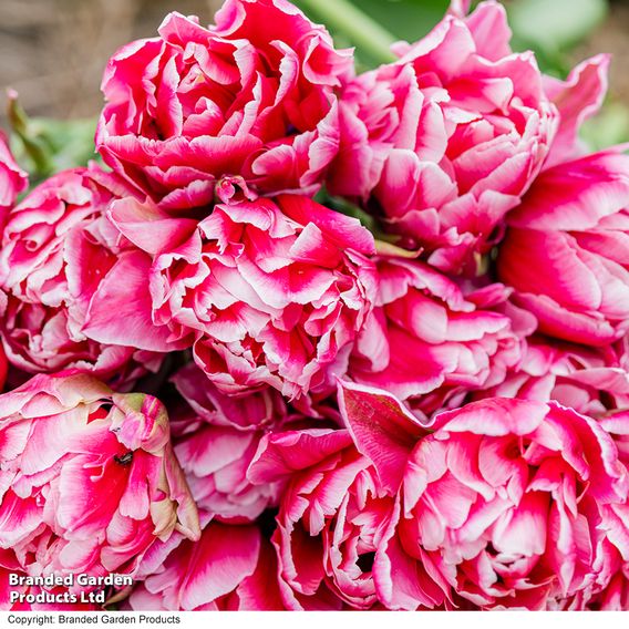 Tulip 'Love Whisper'