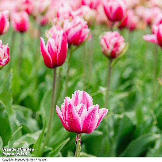 Tulip 'Love Whisper'