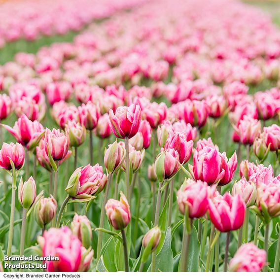 Tulip 'Love Whisper'