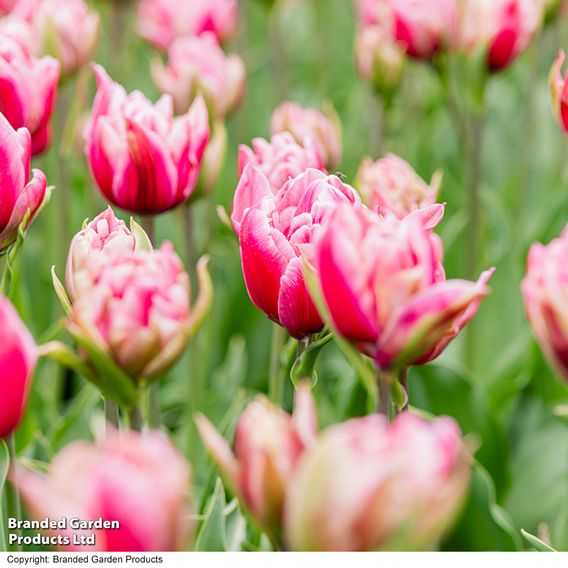 Tulip 'Love Whisper'